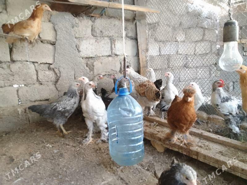 Brama Balgar garşyk - Гёкдепе - img 4