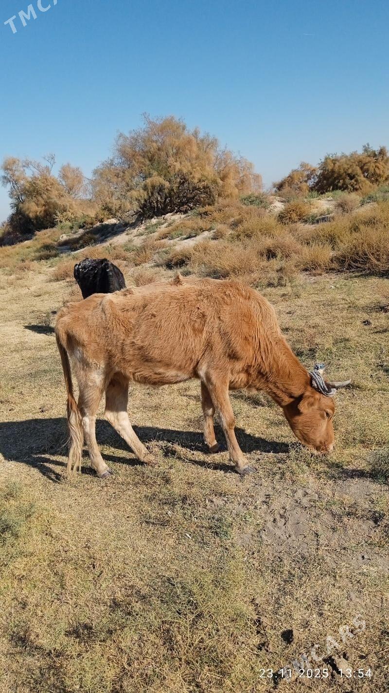 gysyrsygyr - Чоганлы - img 2