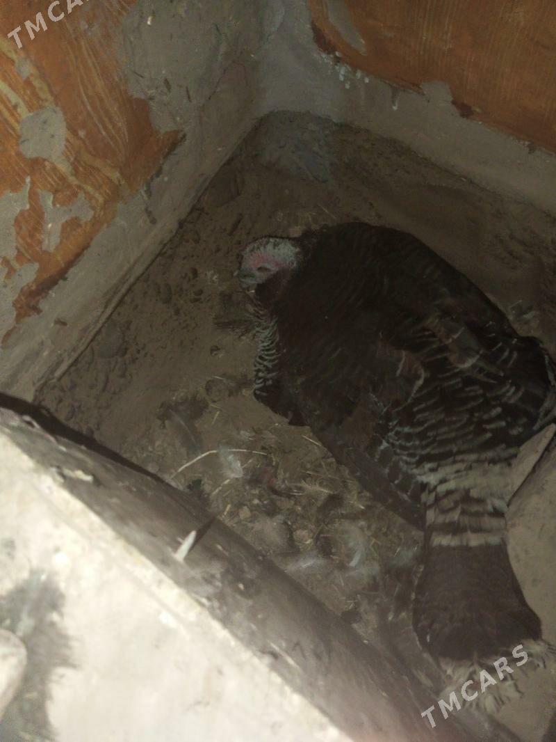 induk kuruk - Baýramaly - img 2