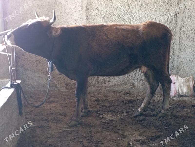 gysyr Sygyr - Gökdepe - img 2