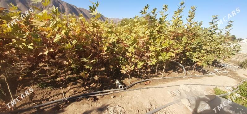 Çynar baglary - Ашхабад - img 3