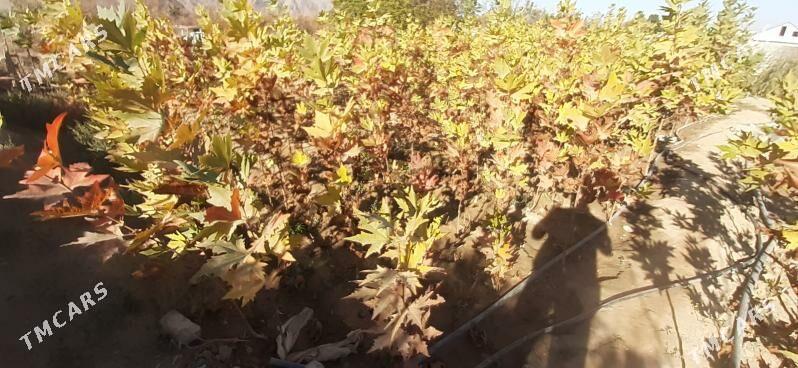 Çynar baglary - Ашхабад - img 2