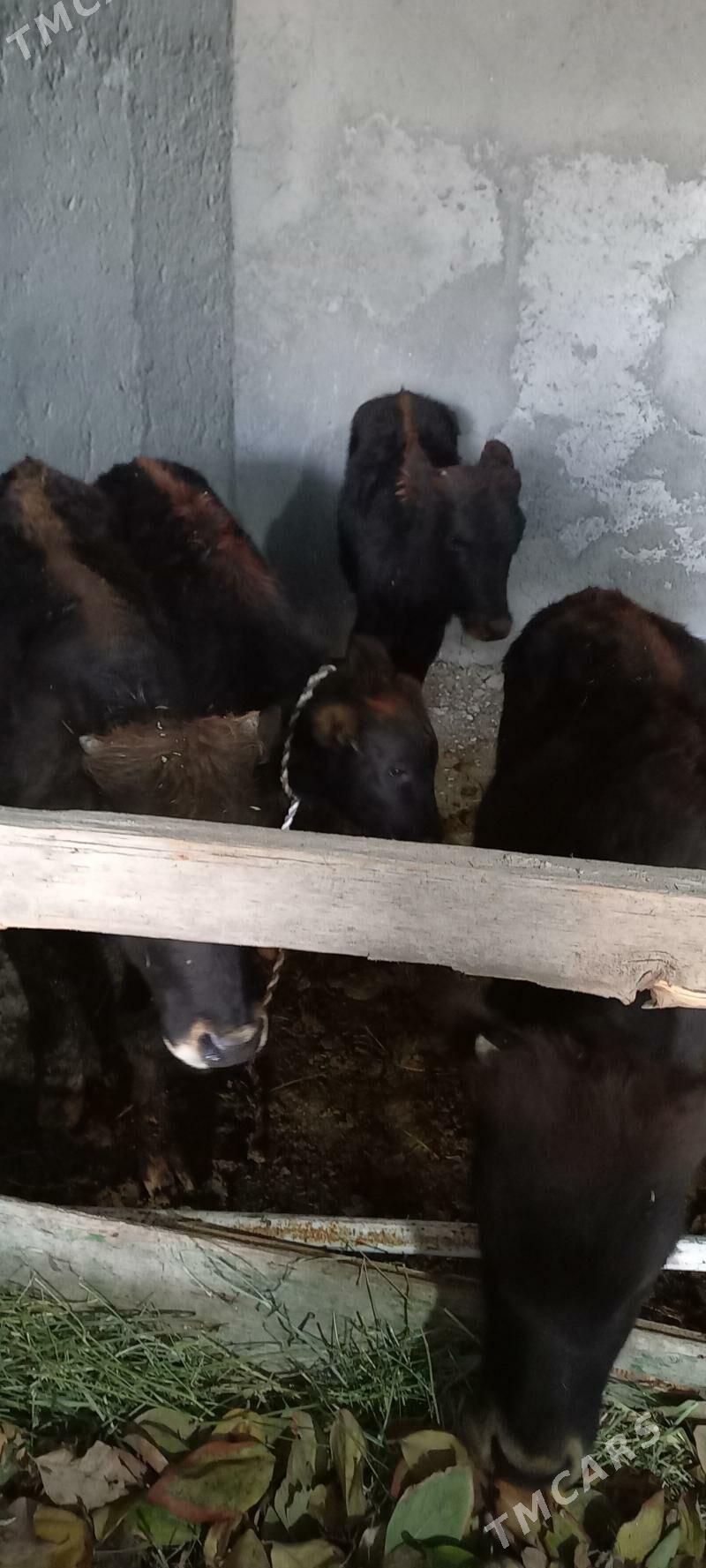 golejik we okuzce - Änew - img 2