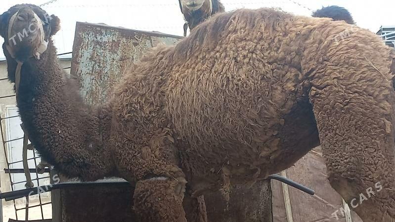 torum - Gumdag - img 3