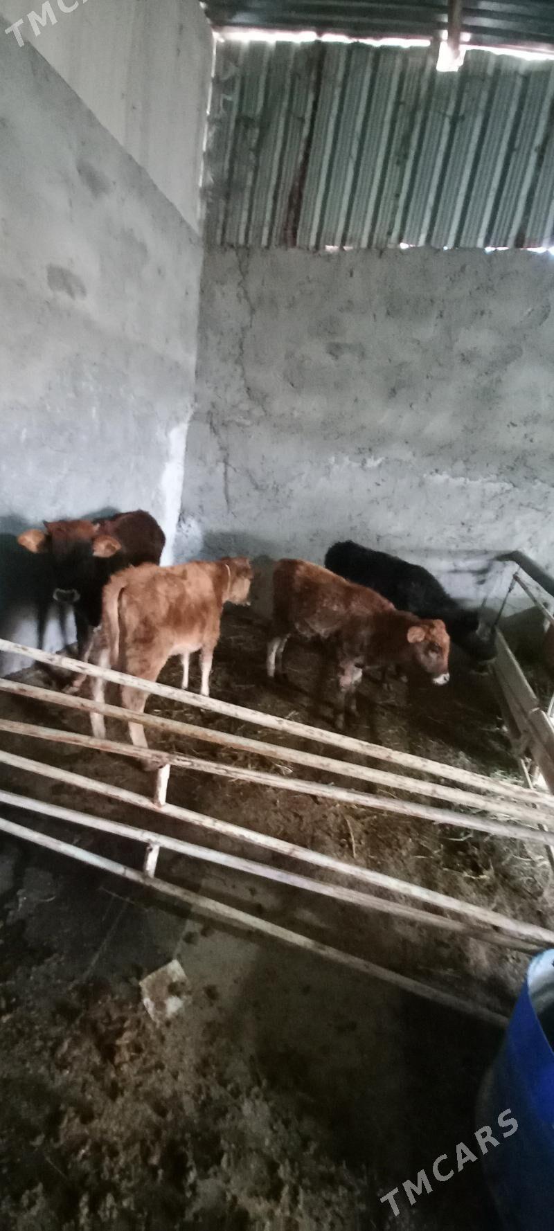 golejik we okuzce - Änew - img 4