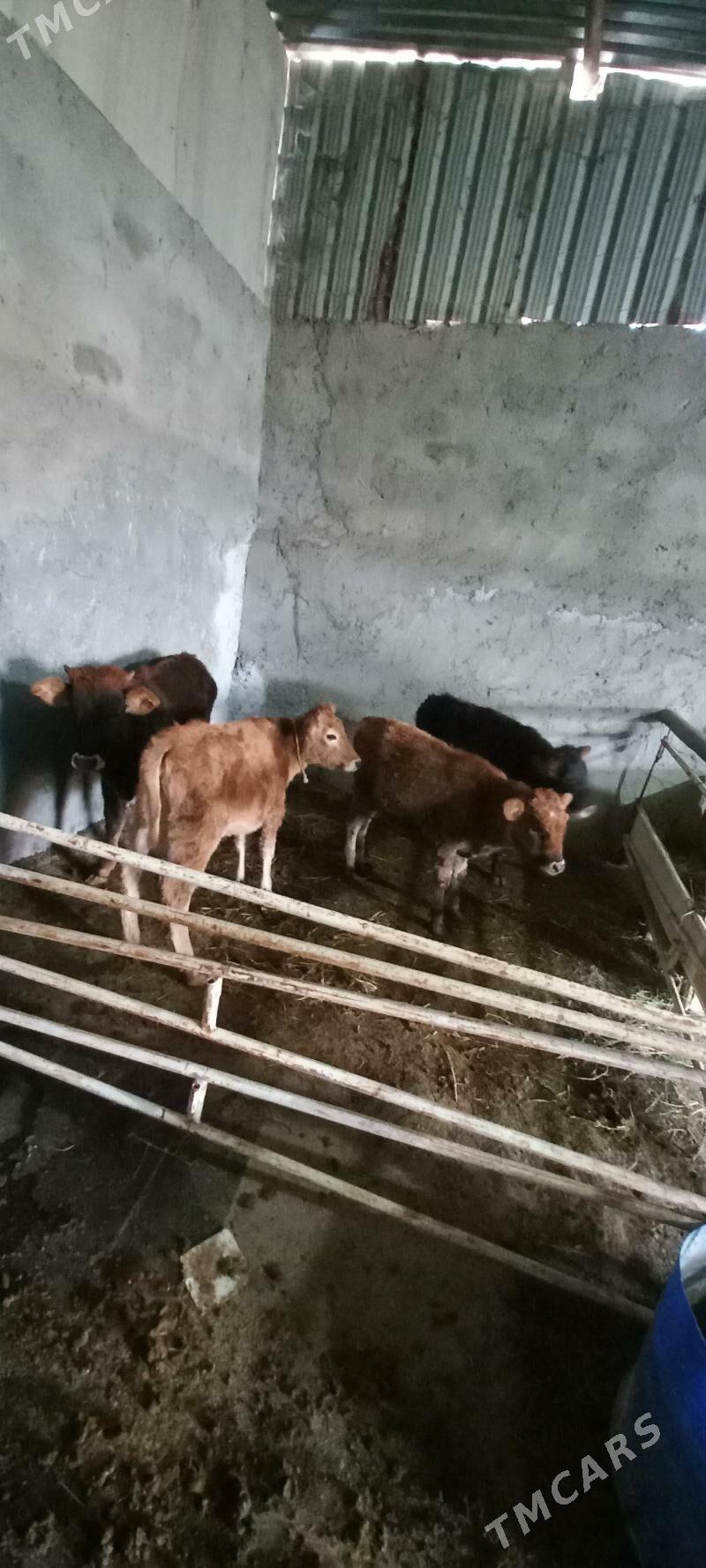 golejik we okuzce - Änew - img 5