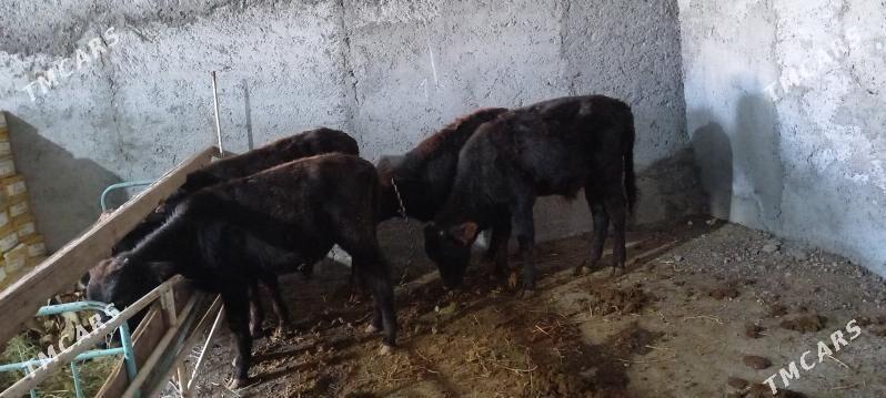 golejik we okuzce - Änew - img 3