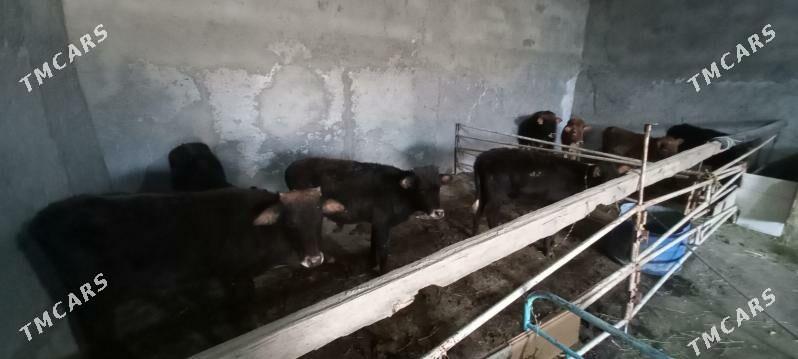 golejik we okuzce - Änew - img 1