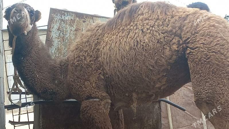 torum - Gumdag - img 2