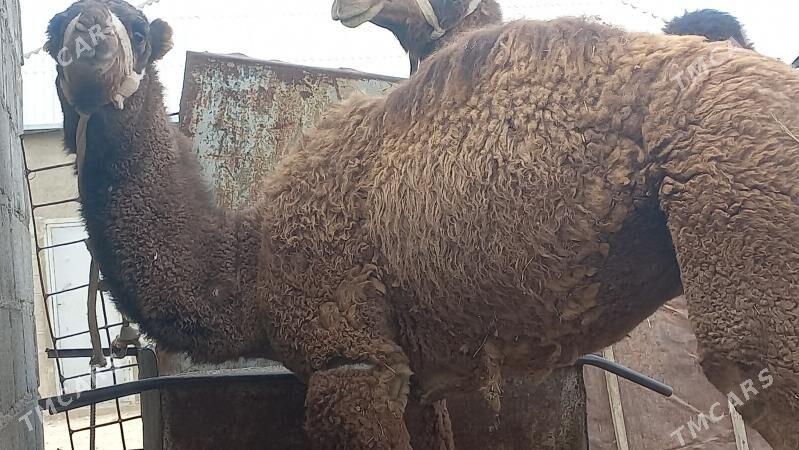 torum - Gumdag - img 4