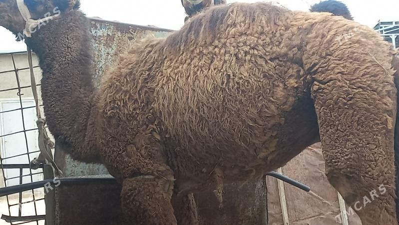 torum - Gumdag - img 6