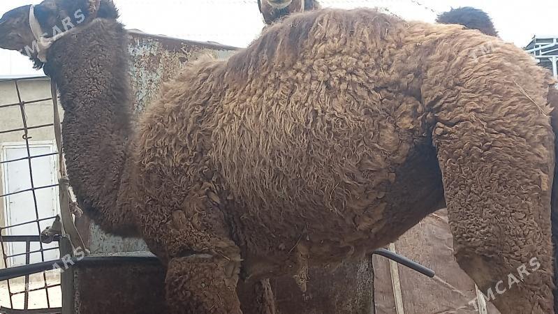 torum - Gumdag - img 8