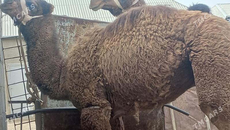 torum - Gumdag - img 5