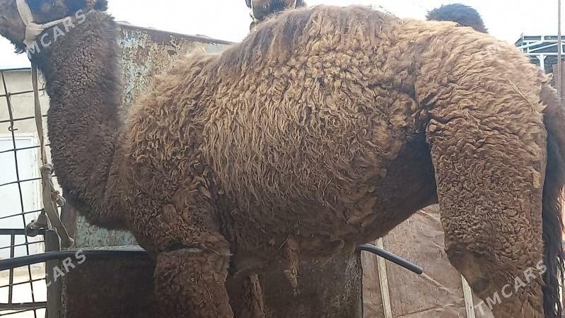 torum - Gumdag - img 7