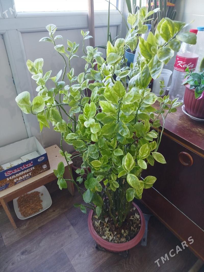 КОМНАТНЫЕ ДОМАШНИЕ ЦВЕТЫ. - Türkmenabat - img 3