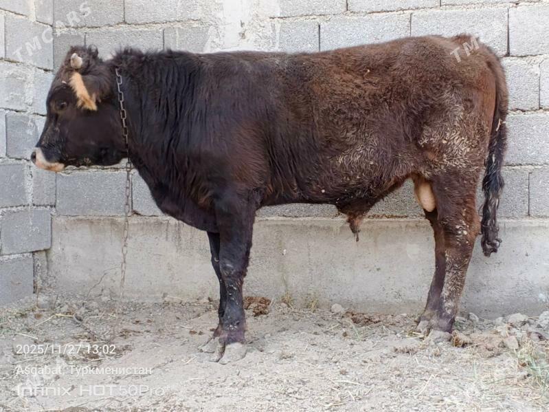 okuz siwet misga - Gökdepe - img 3