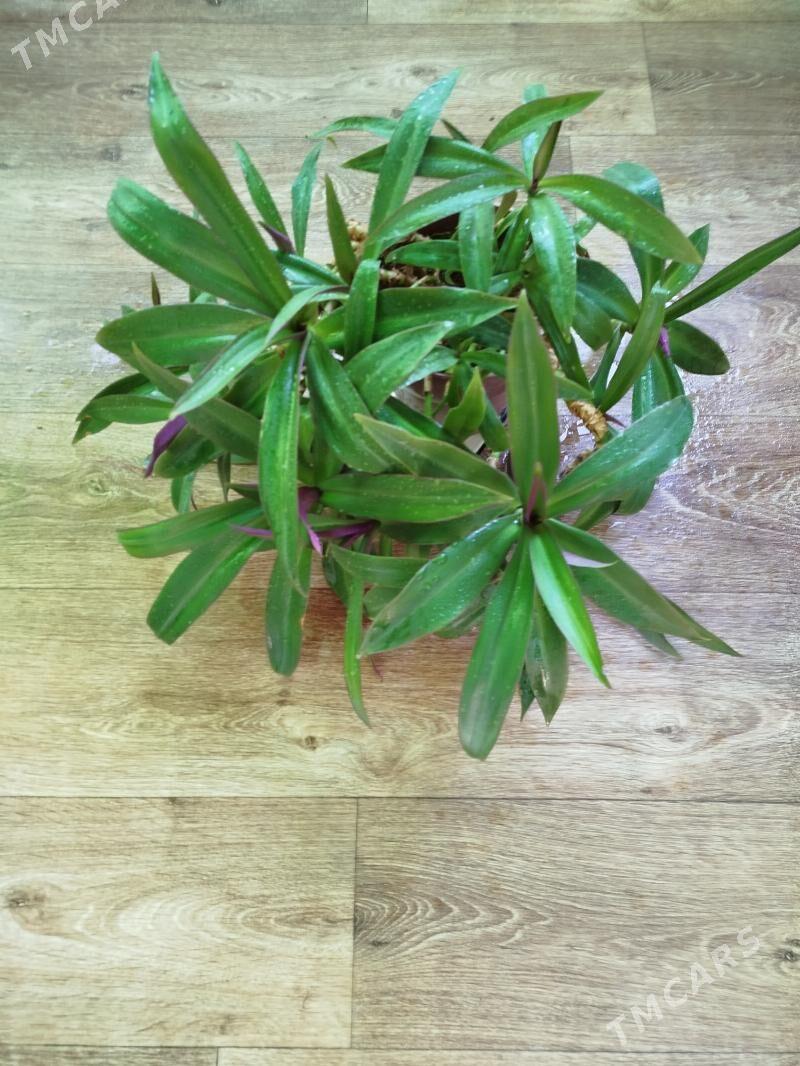 КОМНАТНЫЕ ДОМАШНИЕ ЦВЕТЫ. - Türkmenabat - img 2