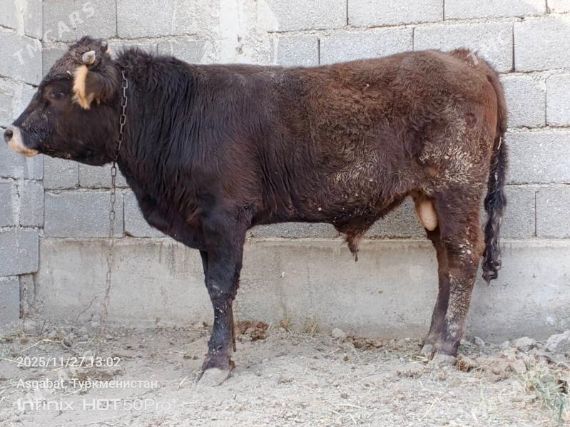 okuz siwet misga - Gökdepe - img 2