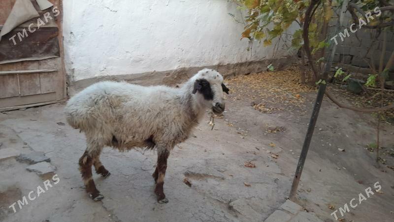 Баран, Goyun - Gyzylarbat - img 2