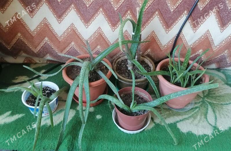 алоэ - Ашхабад - img 1