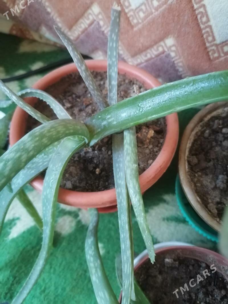 алоэ - Ашхабад - img 3