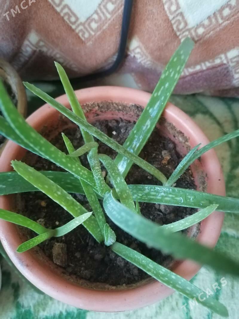 алоэ - Ашхабад - img 2