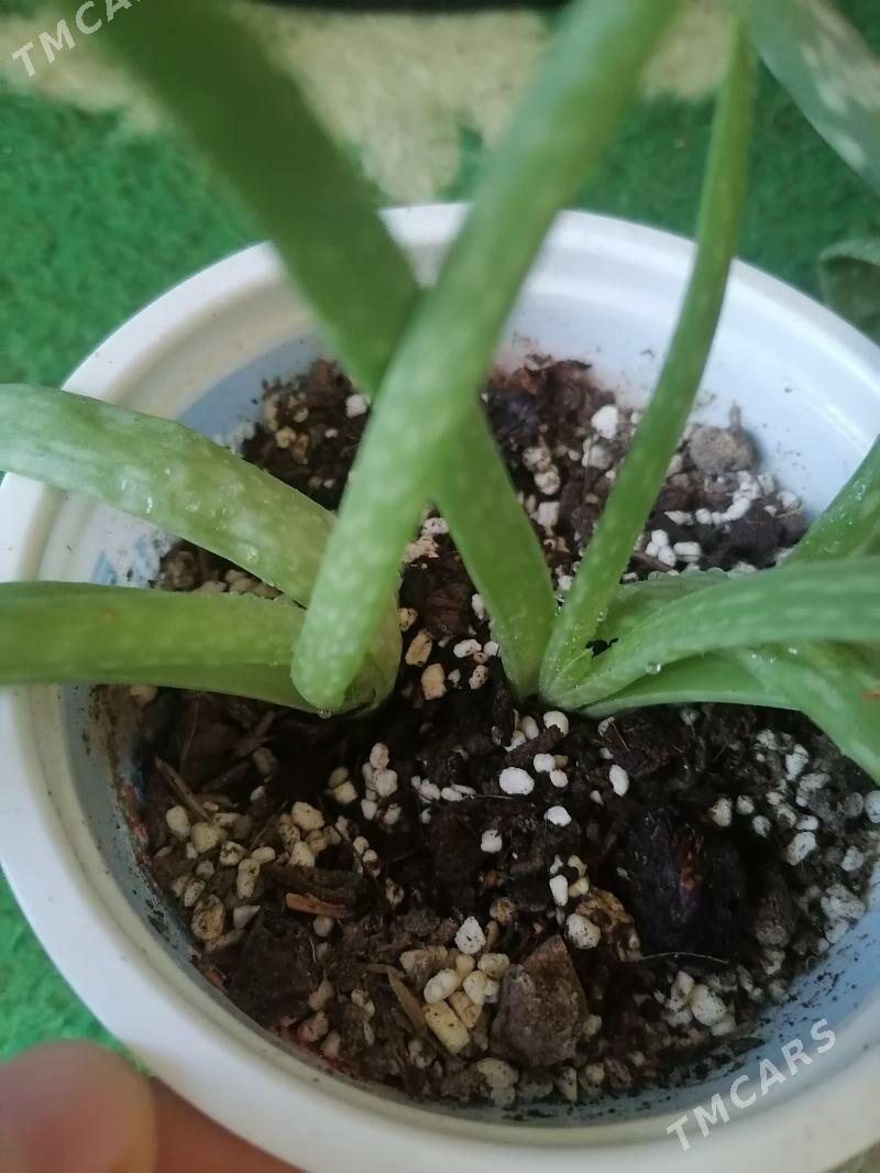 алоэ - Ашхабад - img 4