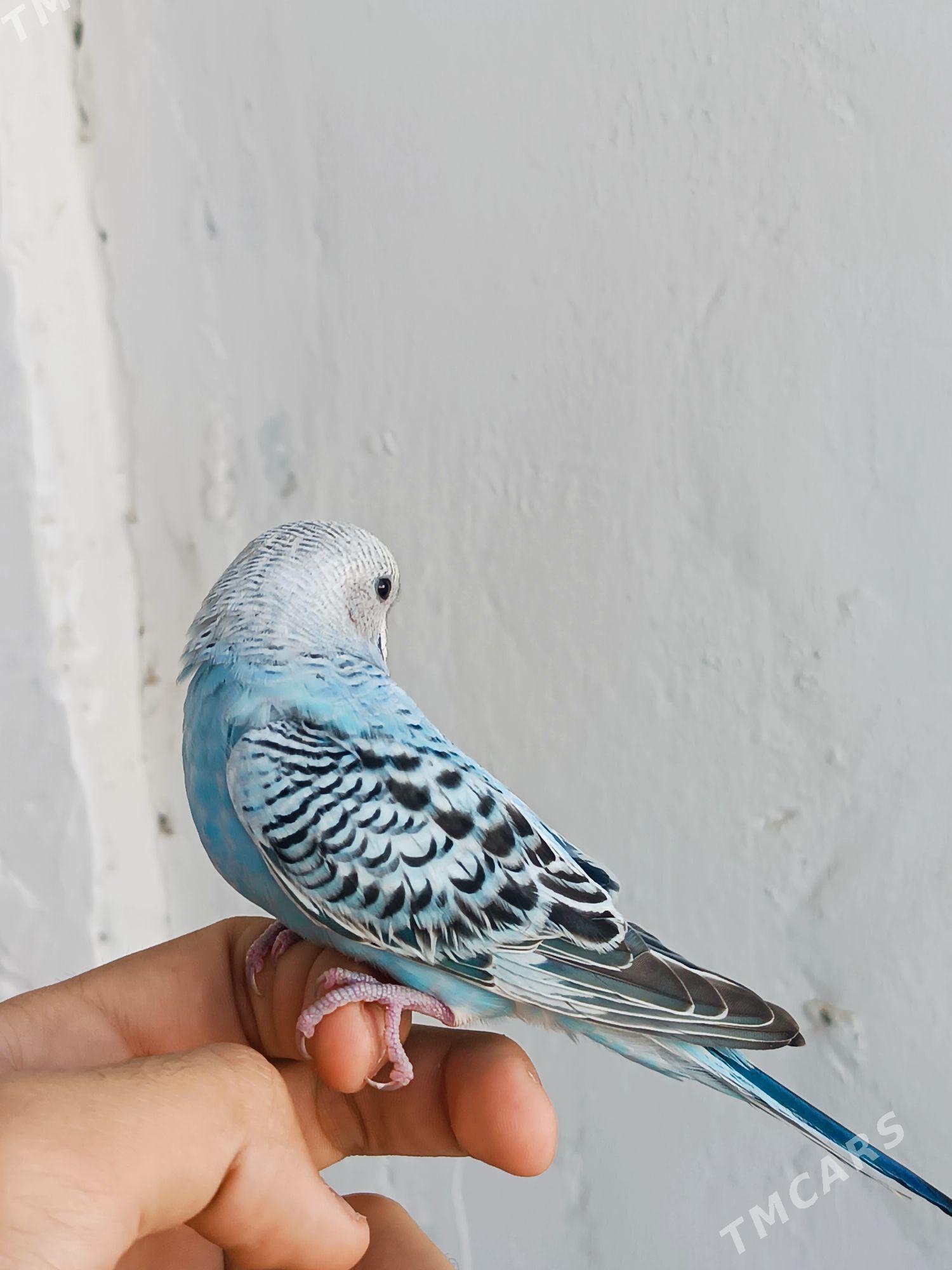 popugay - Мир 7 - img 2