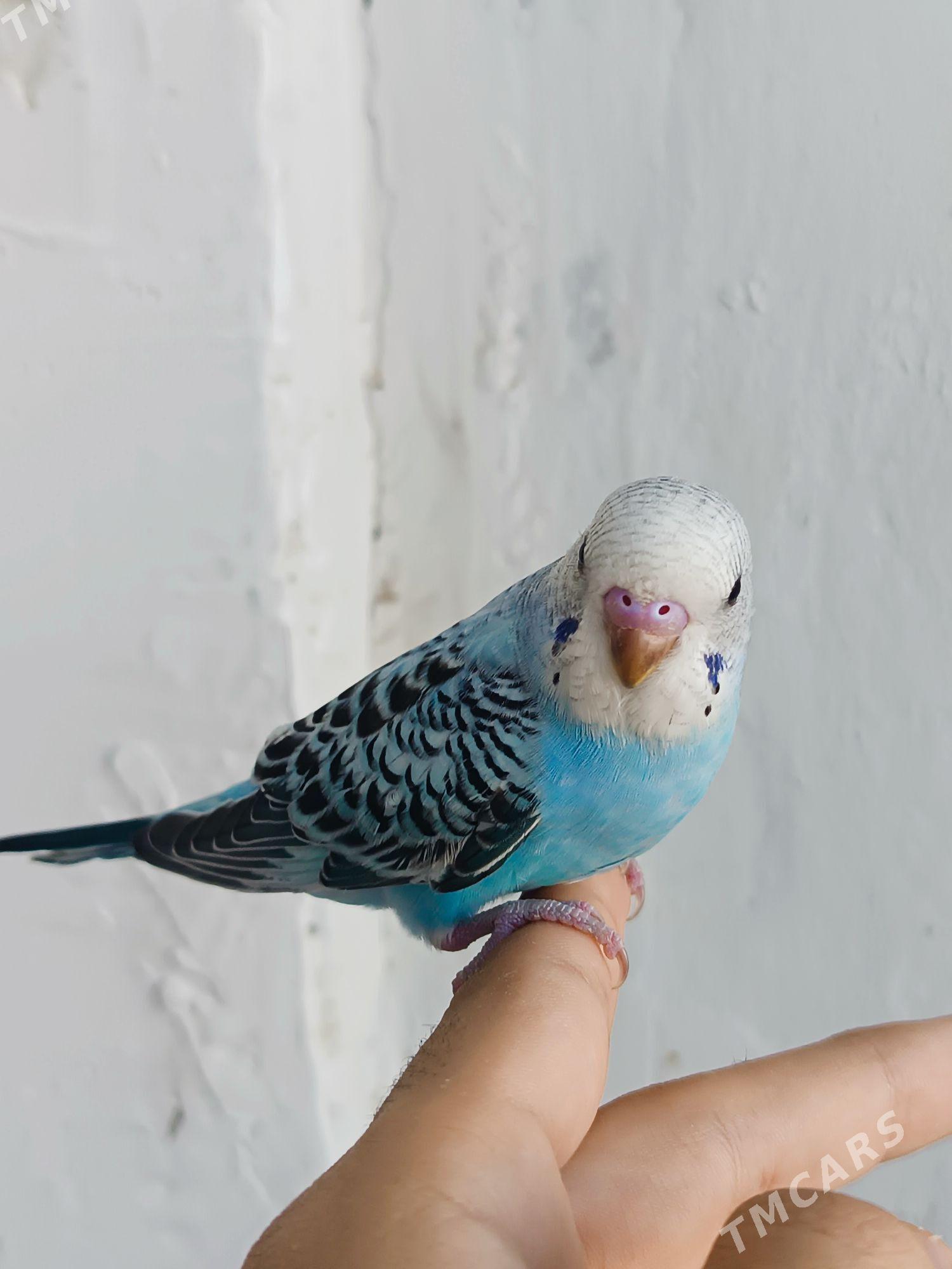 popugay - Мир 7 - img 3