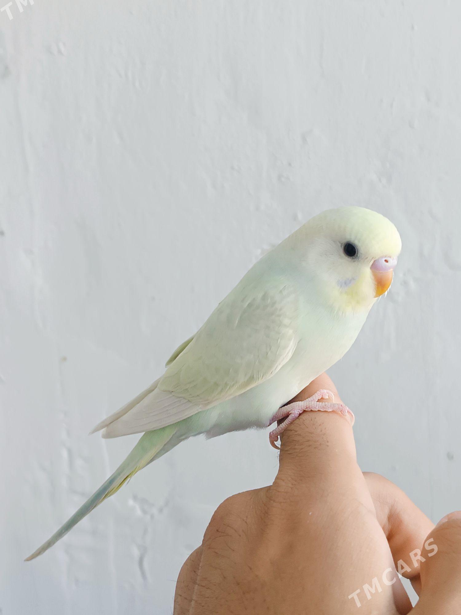 popugay - Мир 7 - img 6