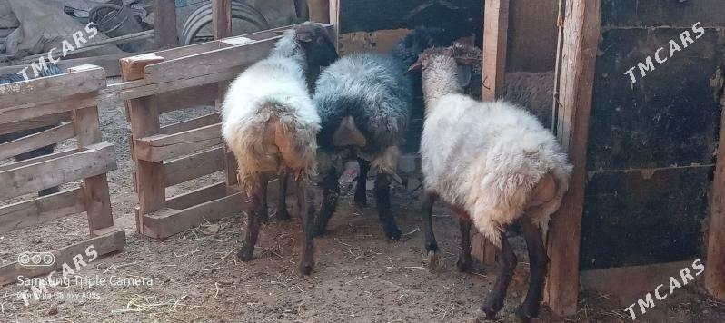 goyun - Aşgabat - img 4