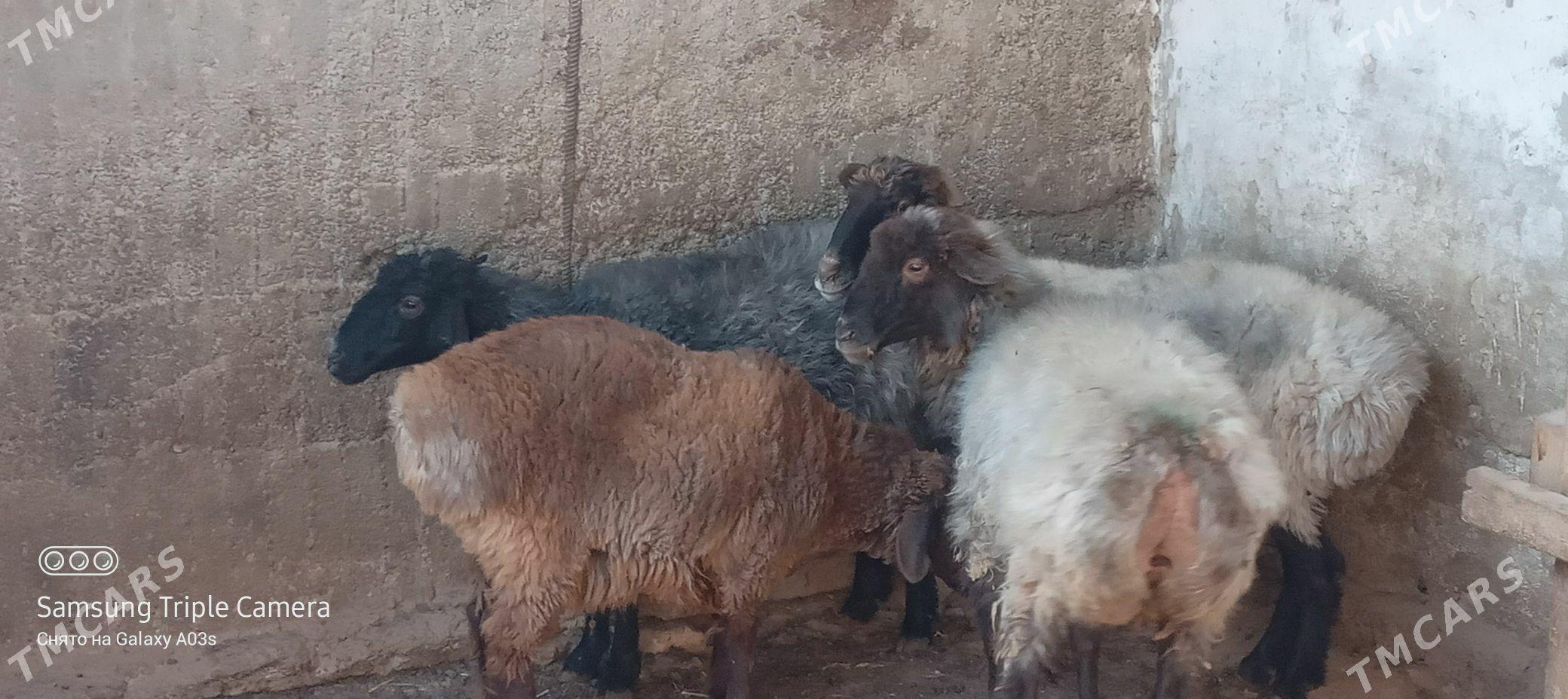 goyun - Aşgabat - img 5