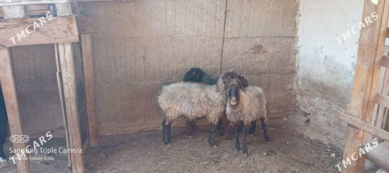 goyun - Aşgabat - img 2