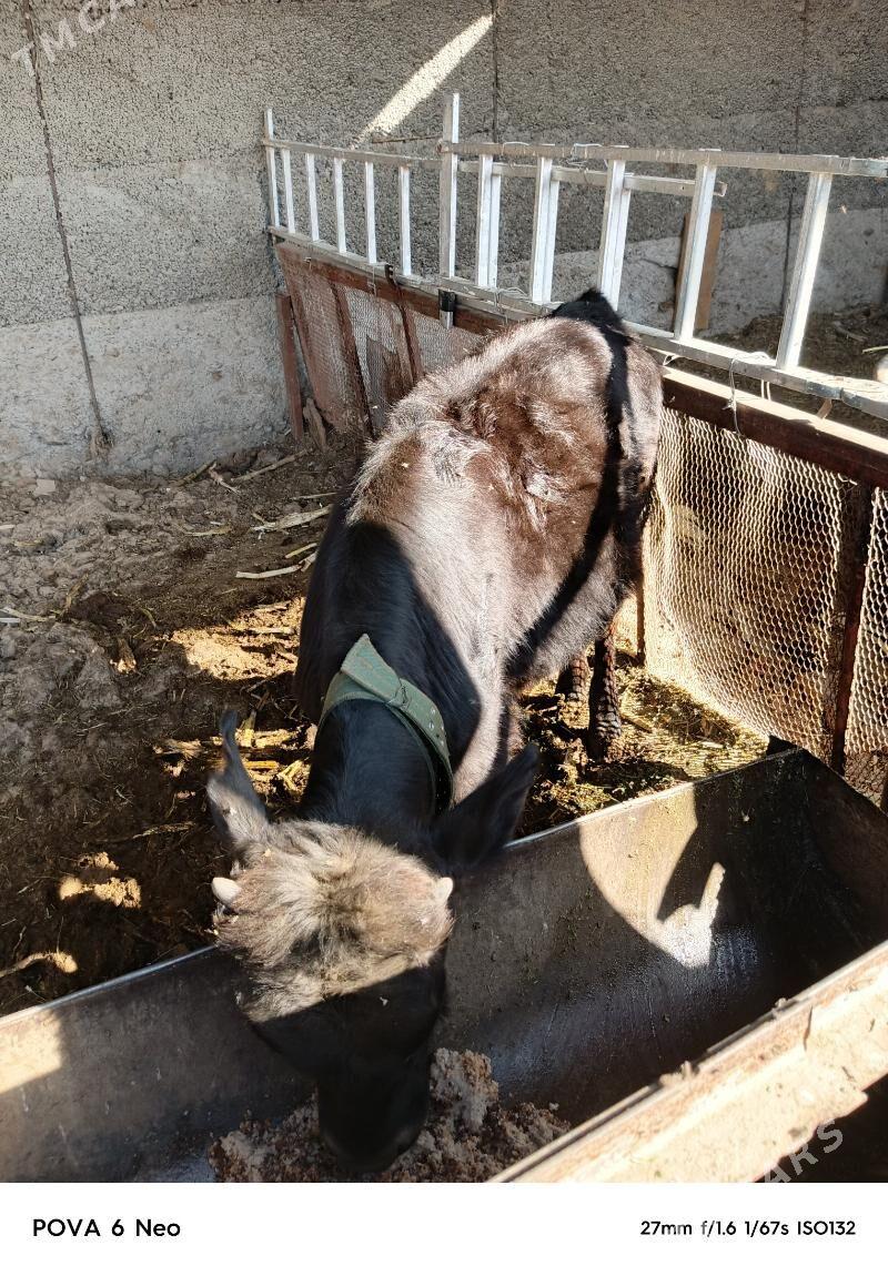 okizce - Büzmeýin - img 3