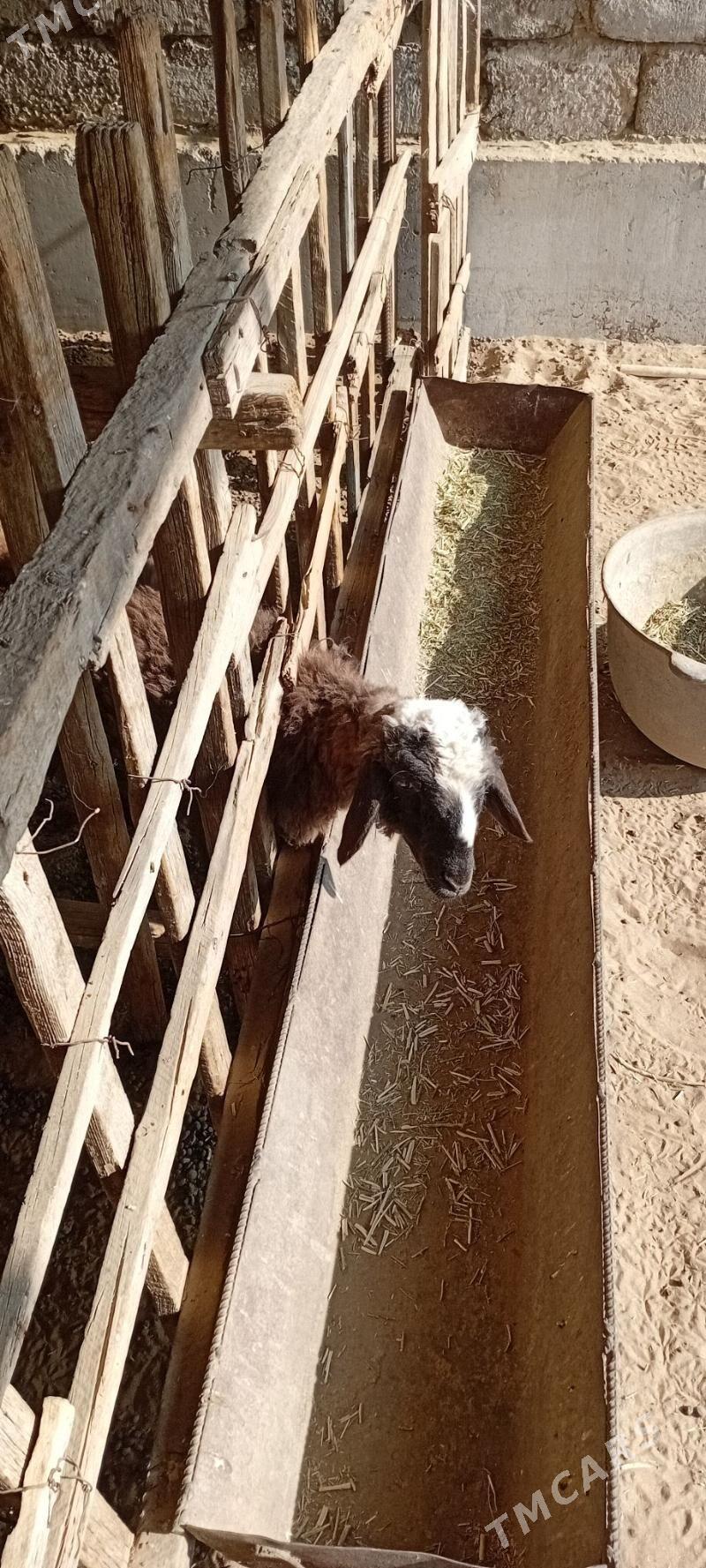 tokly - Гарадамак Шор - img 2