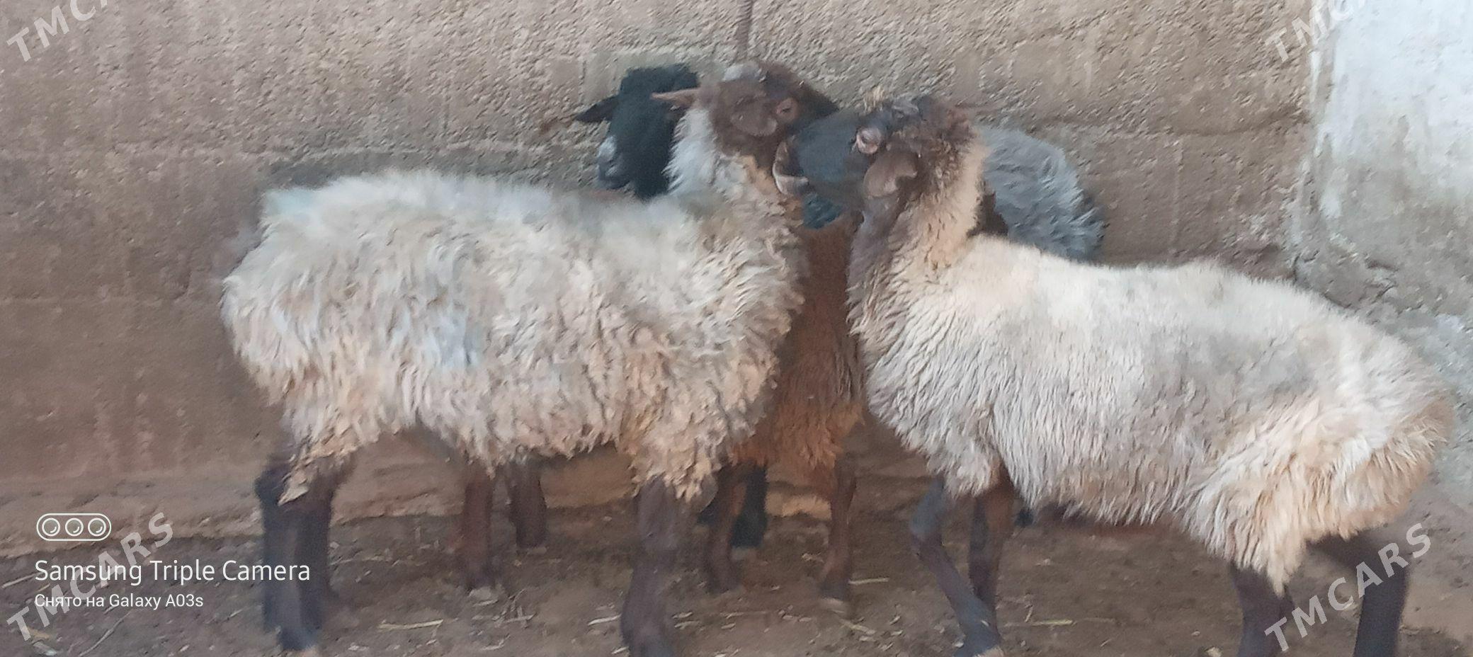 goyun - Aşgabat - img 3