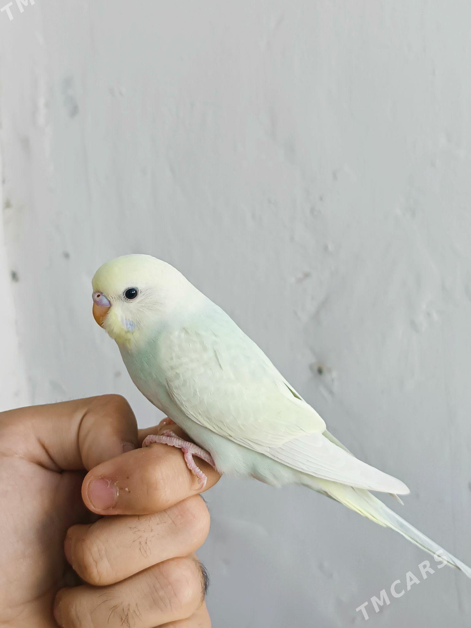 popugay - Мир 7 - img 4