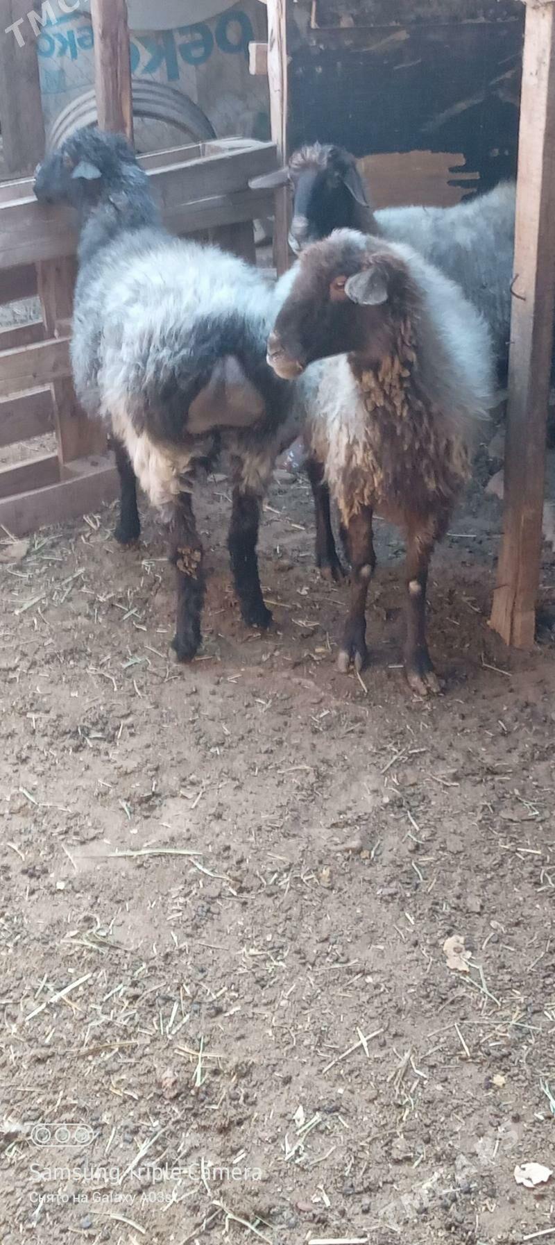 goyun - Aşgabat - img 8