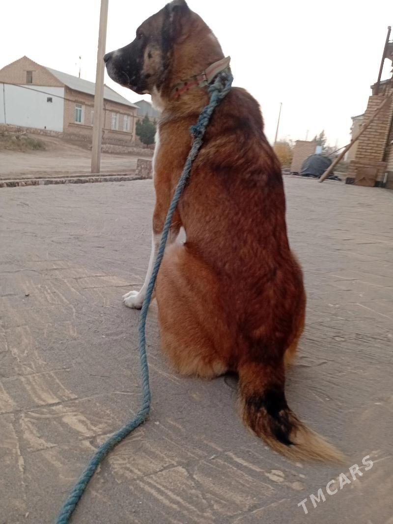 Alabay - Kerki - img 4