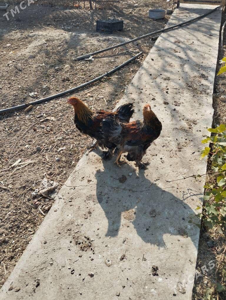 brama golt - Ашхабад - img 8