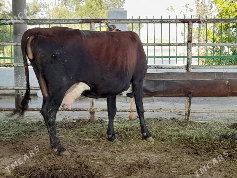 goleli sygyr - "Алтын Асыр" Гундогар базары ( Толкучка) - img 3