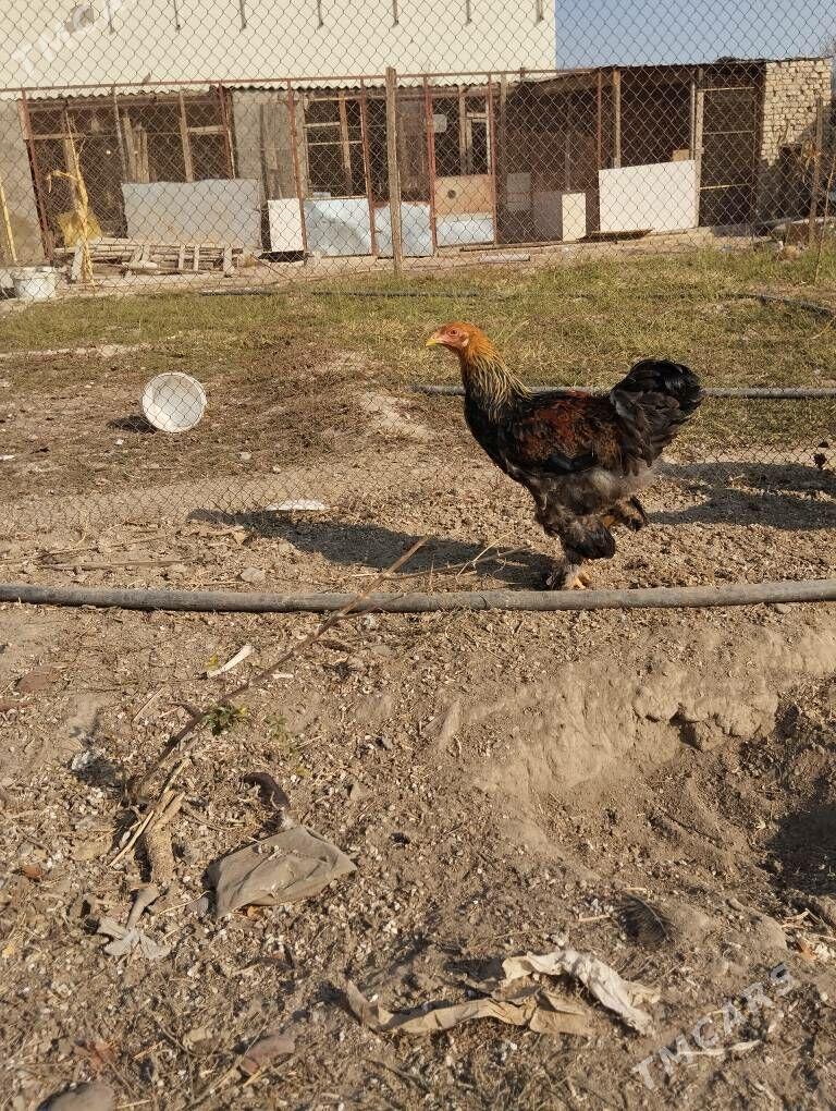 brama golt - Ашхабад - img 5