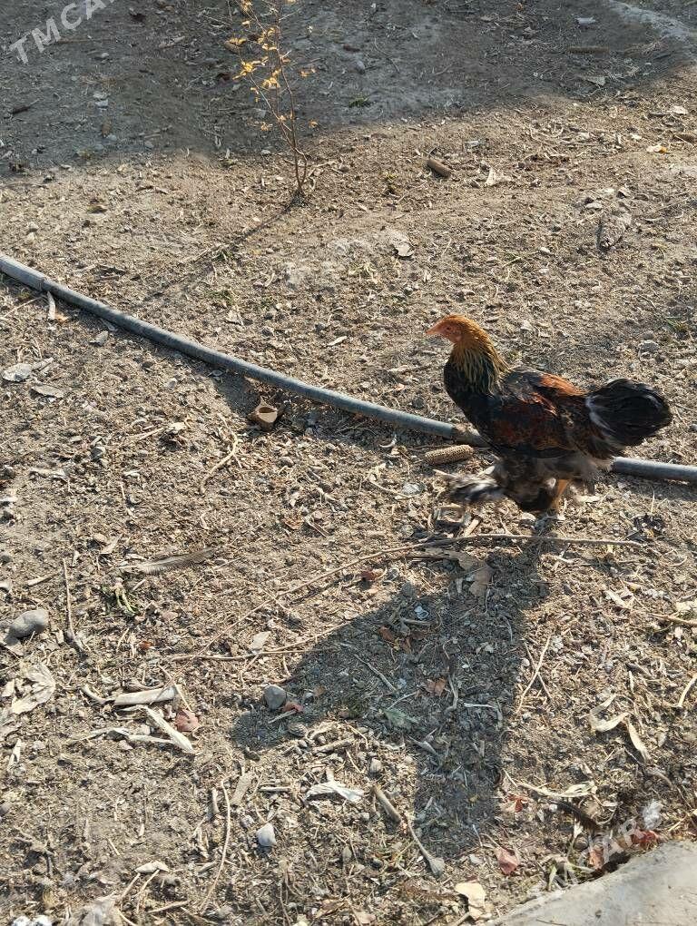 brama golt - Ашхабад - img 4