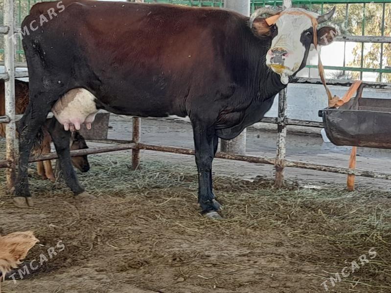 goleli sygyr - "Алтын Асыр" Гундогар базары ( Толкучка) - img 4