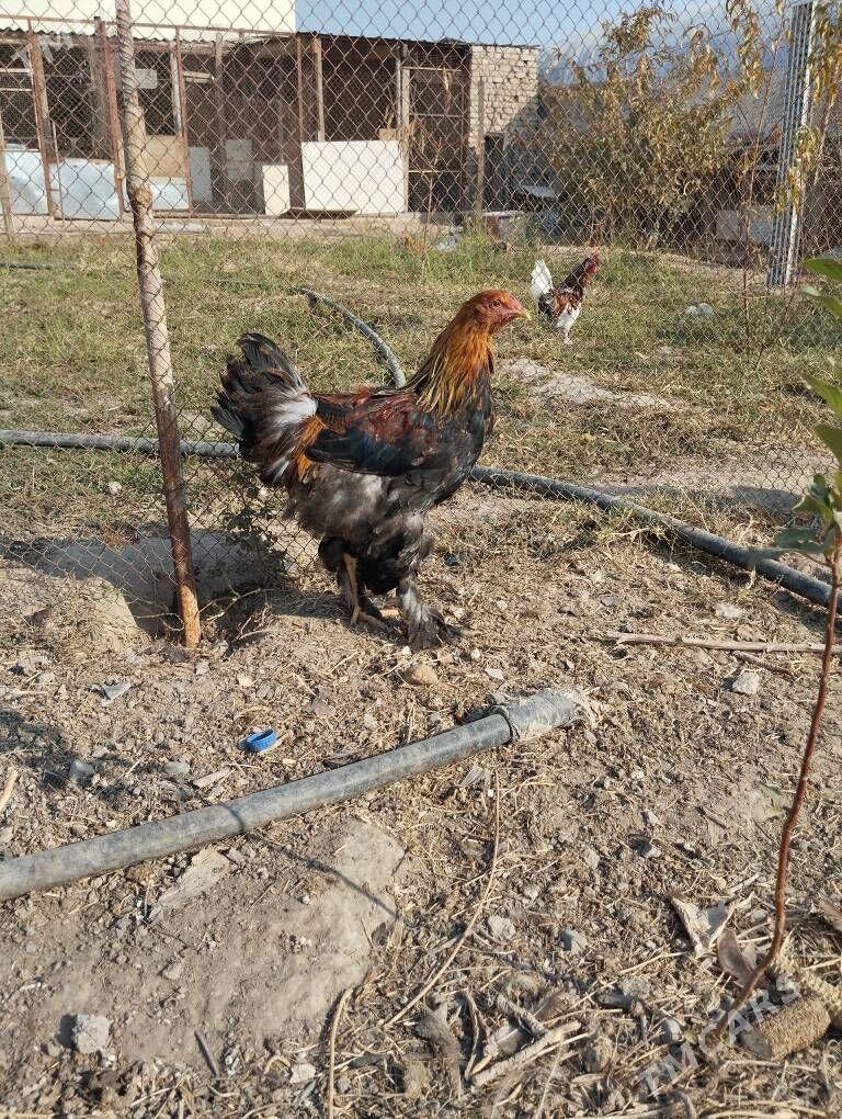 brama golt - Ашхабад - img 2