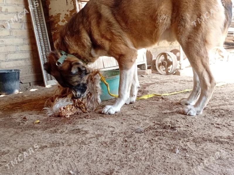 Alabay - Kerki - img 1