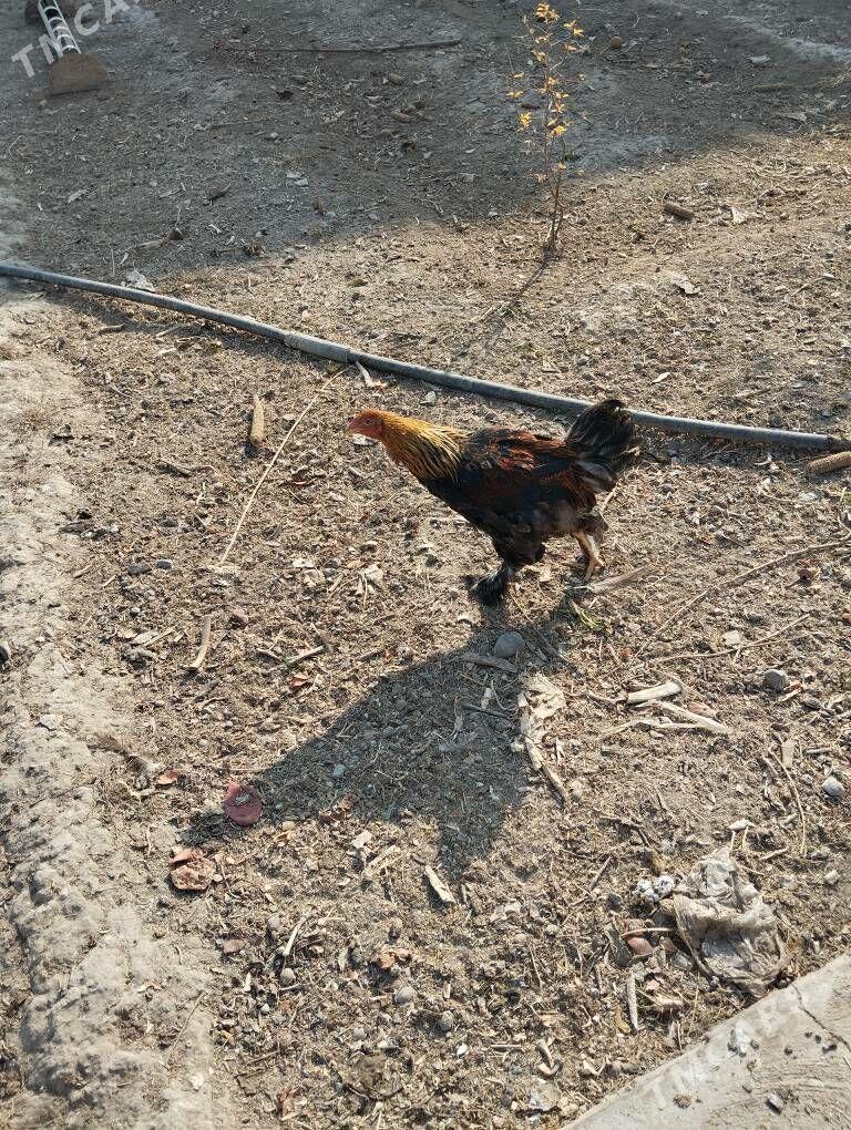 brama golt - Ашхабад - img 7