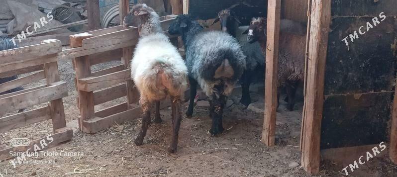 goyun - Aşgabat - img 9