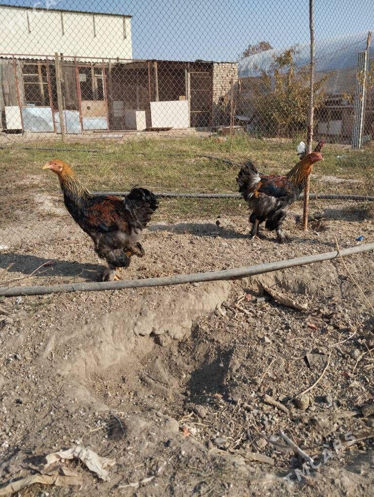 brama golt - Ашхабад - img 6