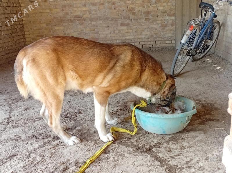 Alabay - Kerki - img 2